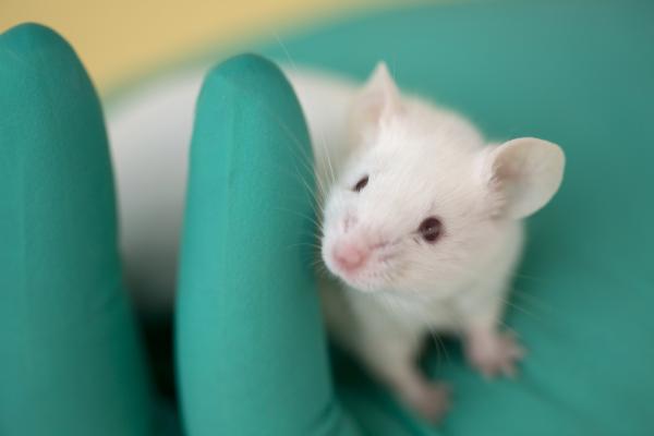 Vers la fin des tests cosmétiques sur animaux ?…