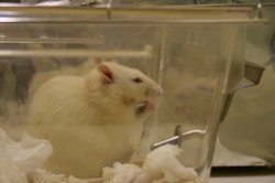Un nouveau système pourrait remplacer les rats de laboratoire par des robots