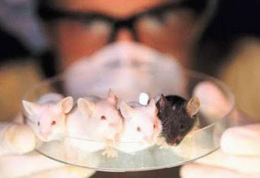 Tests cosmétiques sur les animaux : encore au 21ème siècle ?