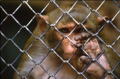Île Maurice : le commerce des singes pointé du doigt