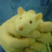 L’édulcorant Advantame, près de 500% testé sur des animaux par HLS !