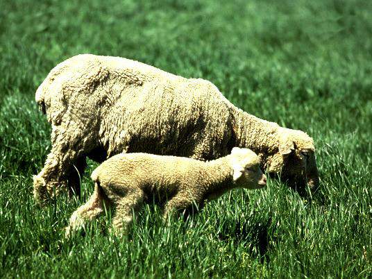 végétarien journée sans viande