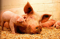 cochons journée sans viande