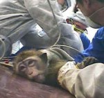 Forum Vivisection Abolition