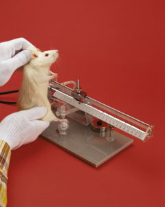 « Cours de biologie sur souris de laboratoire »