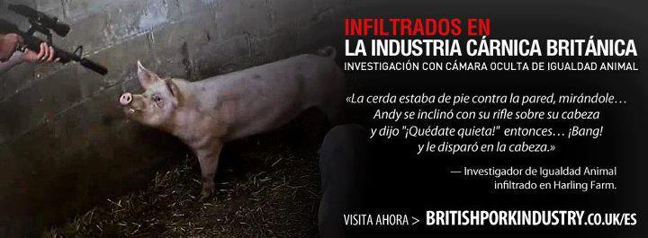 Royaume-Uni : infiltration dans un elévage de cochons