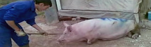 Espagne : violences insupportables sur des cochons dans un élevage primé