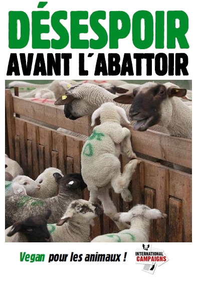 Viande halal, casher, laïque, bien traitée, maltraitée, bio…