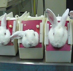 expérimentation animale lapins