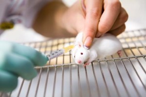 expérimentation animale : guérir les souris plutôt que les malades