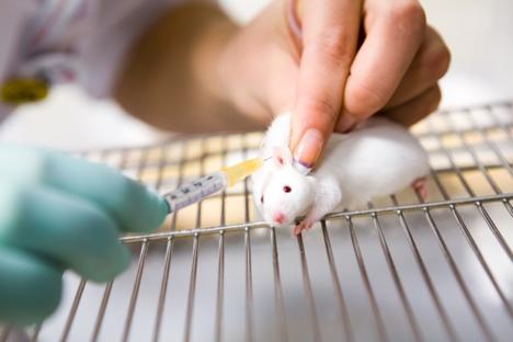 Expérimentation animale : guérir les souris plutôt que les malades