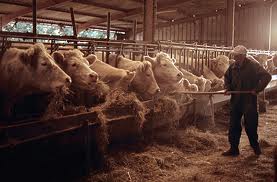 La viande dévaste la planète…