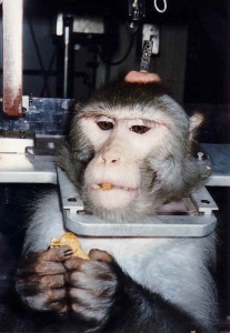 Marché de la vivisection : Daniel Vasella (Novartis) ne peut PAS être un génocidaire