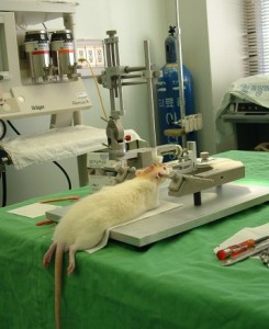 rat expérimentation animale
