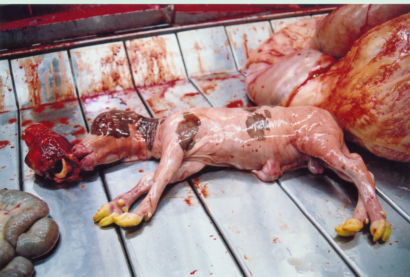 Le massacre des animaux gestants