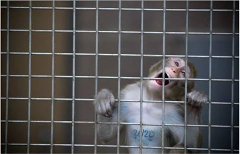 L’expérimentation animale n’est pas abolie en Inde