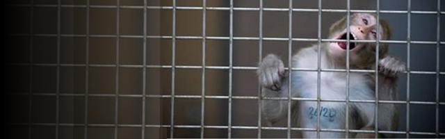 Urgent: envoyez un mail pour sauver 32 singes de l’expérimentation animale