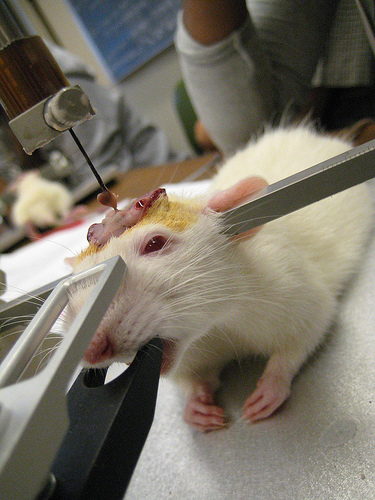 Expérimentation animale : l’horreur à Montpellier