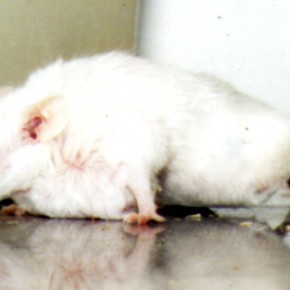 Les autorités AUSSI testent les cosmétiques sur les animaux – avec NOS impôts