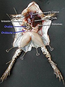 Dissection ? Objection !