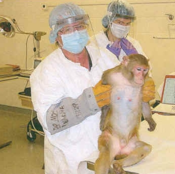 Cyberaction pour les singes de l’université de Floride