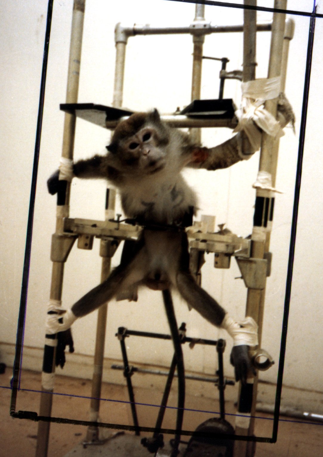 Colombie : 4000 singes sauvages ne subiront pas d’expériences en laboratoire