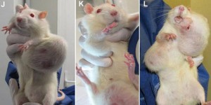expérimentation animale rats OGM séralini