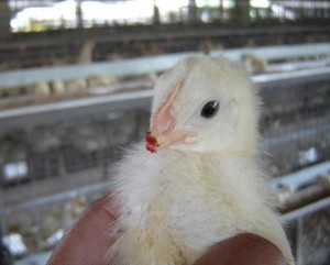 Future poule pondeuse à laquelle on a tranché le bec à vif avec une lame brûlante