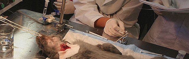 Agissons contre l’expérimentation animale dans l’enseignement supérieur