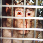 Stop aux animaux dans les labos