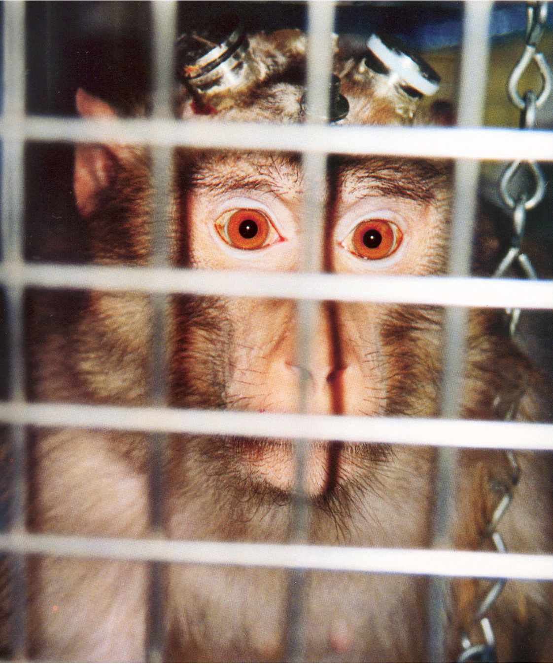 Les singes de laboratoire souffrent-ils de dépression ?