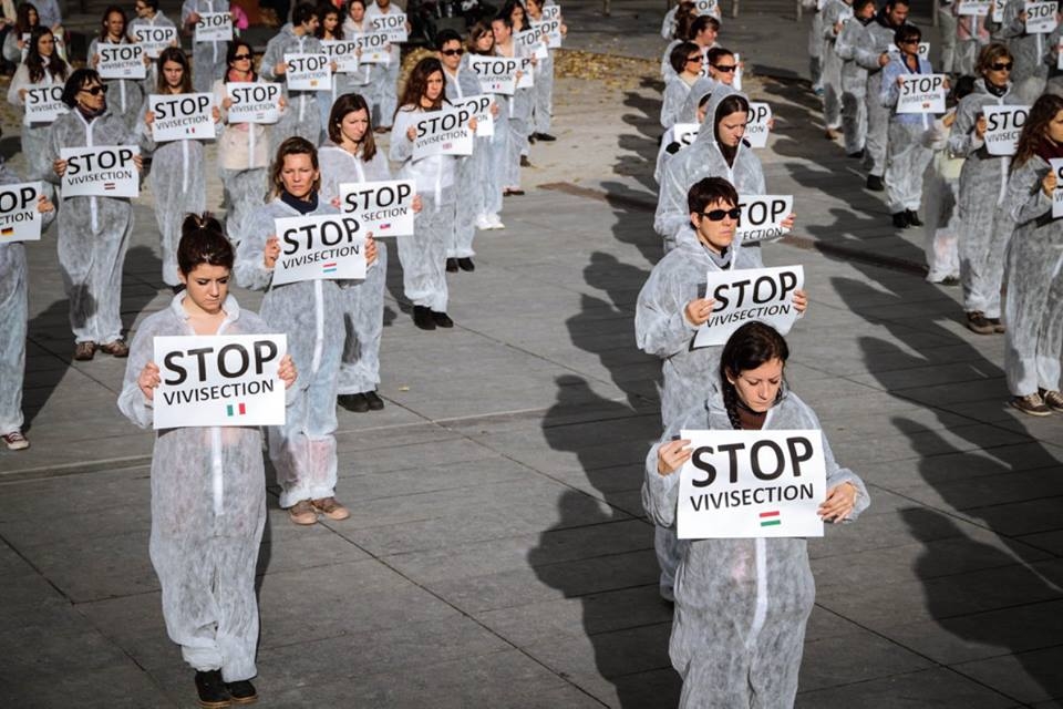 BORDEAUX : STOP recherche animale !