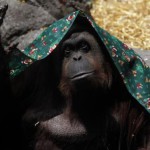 Argentine – Des droits pour un primate reconnu comme personne non humaine