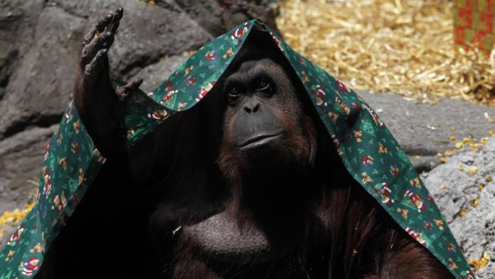 Argentine – Des droits pour un primate reconnu comme personne non humaine