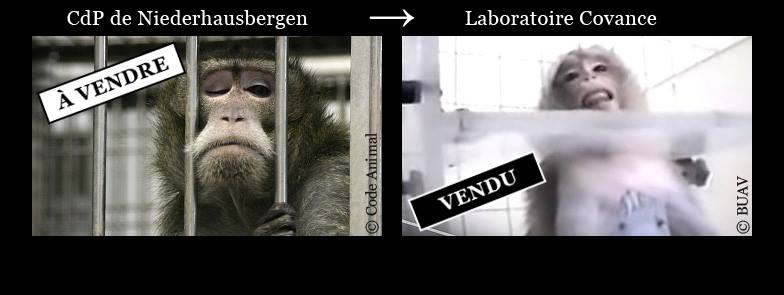 Marche : Aidons les singes incarcérés au centre de primatologie de Niederhausbergen !