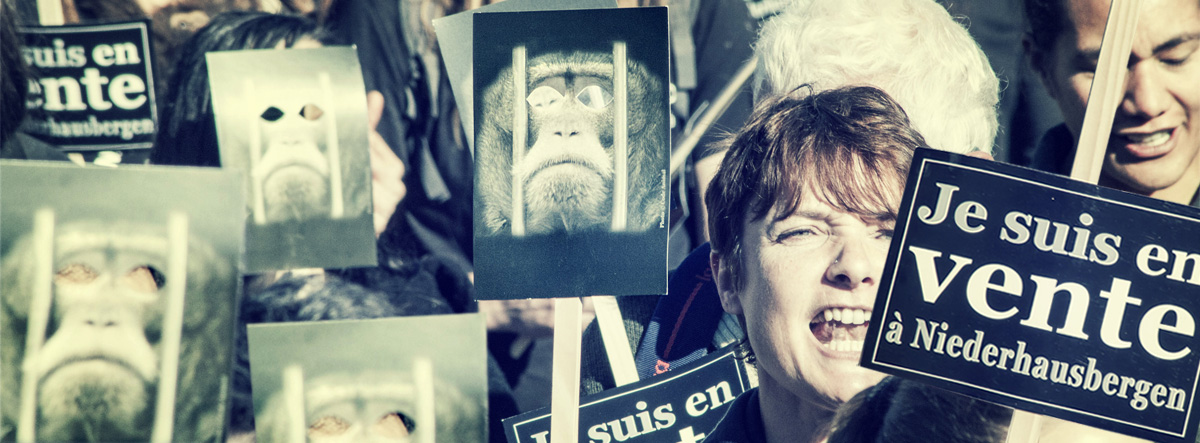 NIEDERHAUSBERGEN – Marche contre le business des primates pour la vivisection – Dimanche 16 octobre 2016