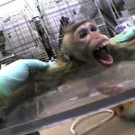 Alerte : la vivisection débarque à l’Île Maurice – Protestons !