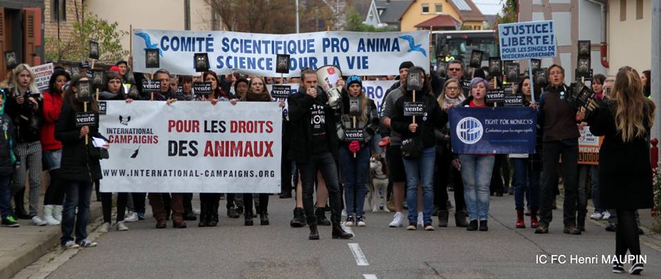 Marche sur Niederhausbergen – Centre de primatologie – 22 octobre 2017