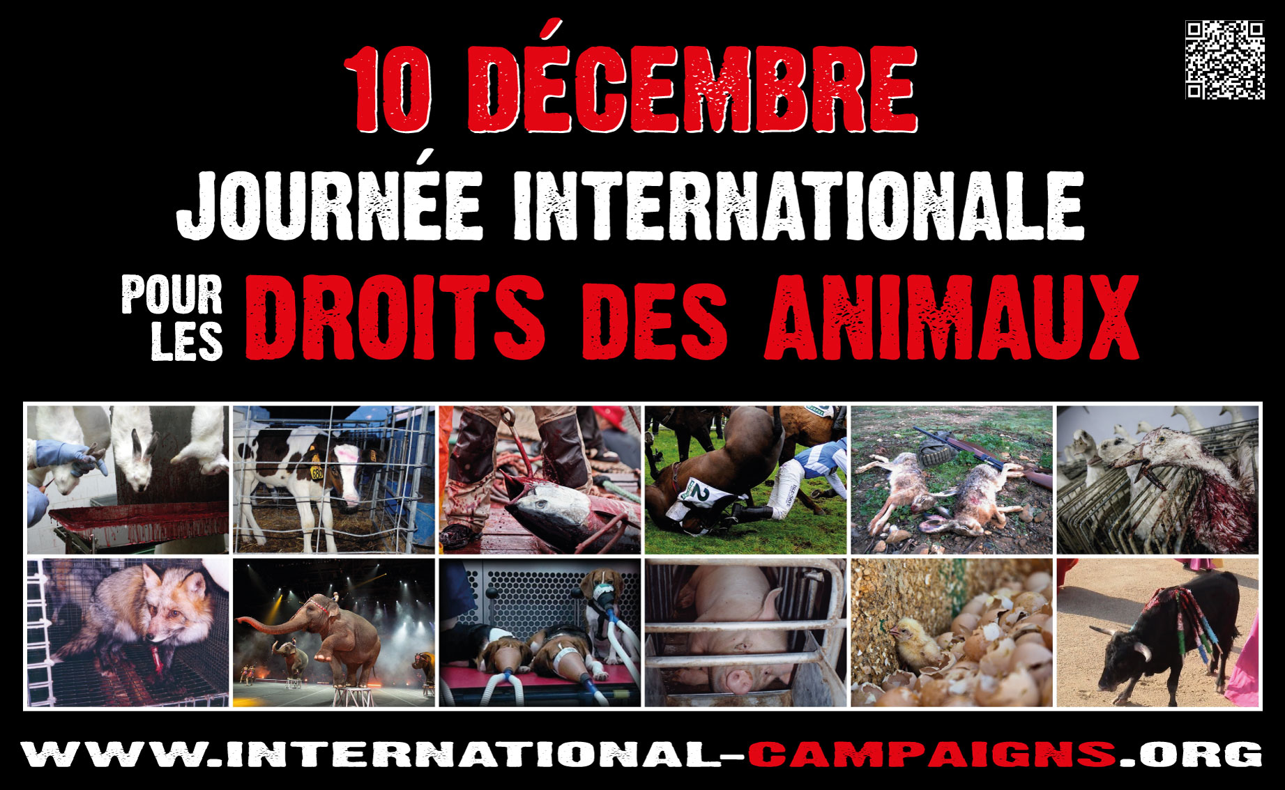 Journée Internationale pour les droits des animaux