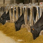 Devenez VEGAN à l’occasion de la Semaine du développement durable du 1er au 7 avril !